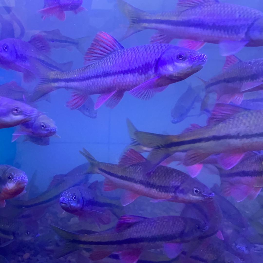 蕾猴原生野生溪流鱼