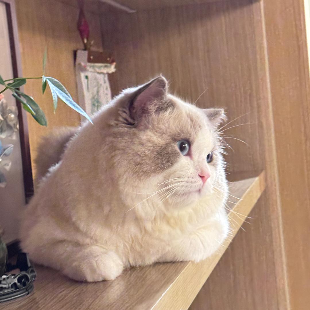 念念