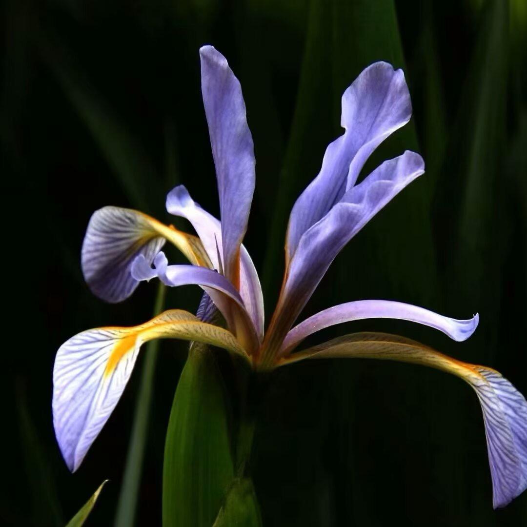 百合