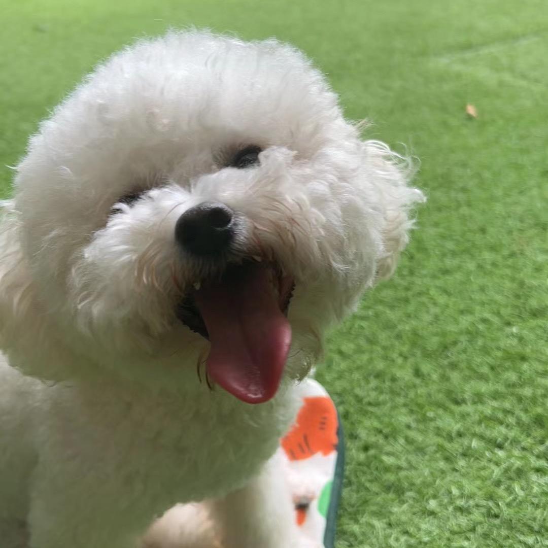 桃子旺旺