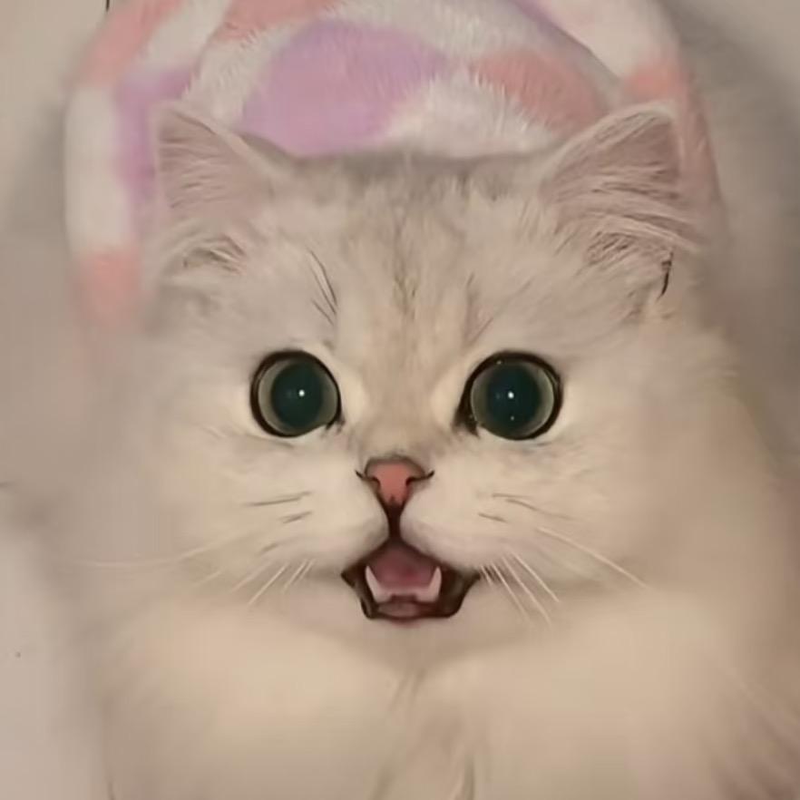 小猫来野