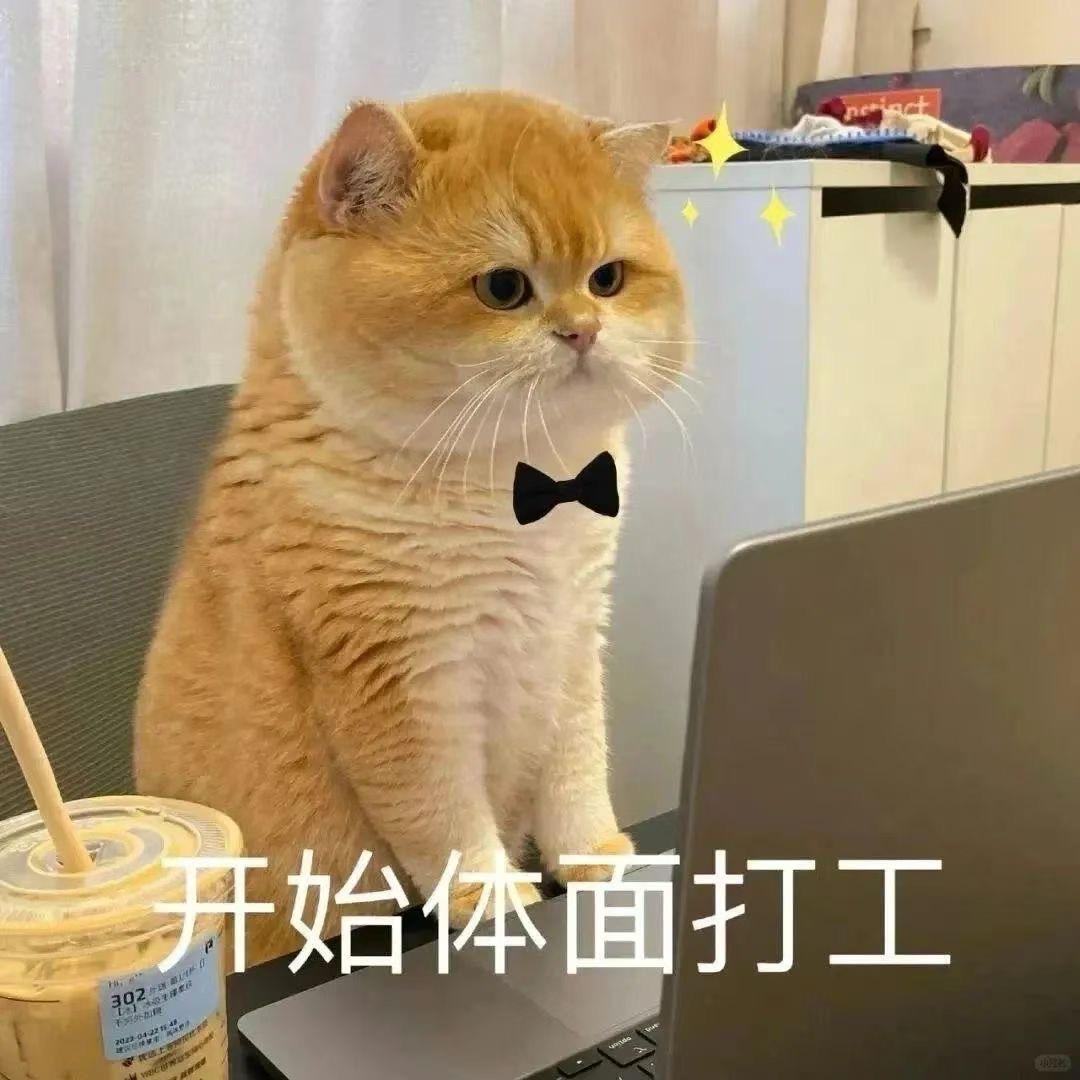如意是只咪🐱