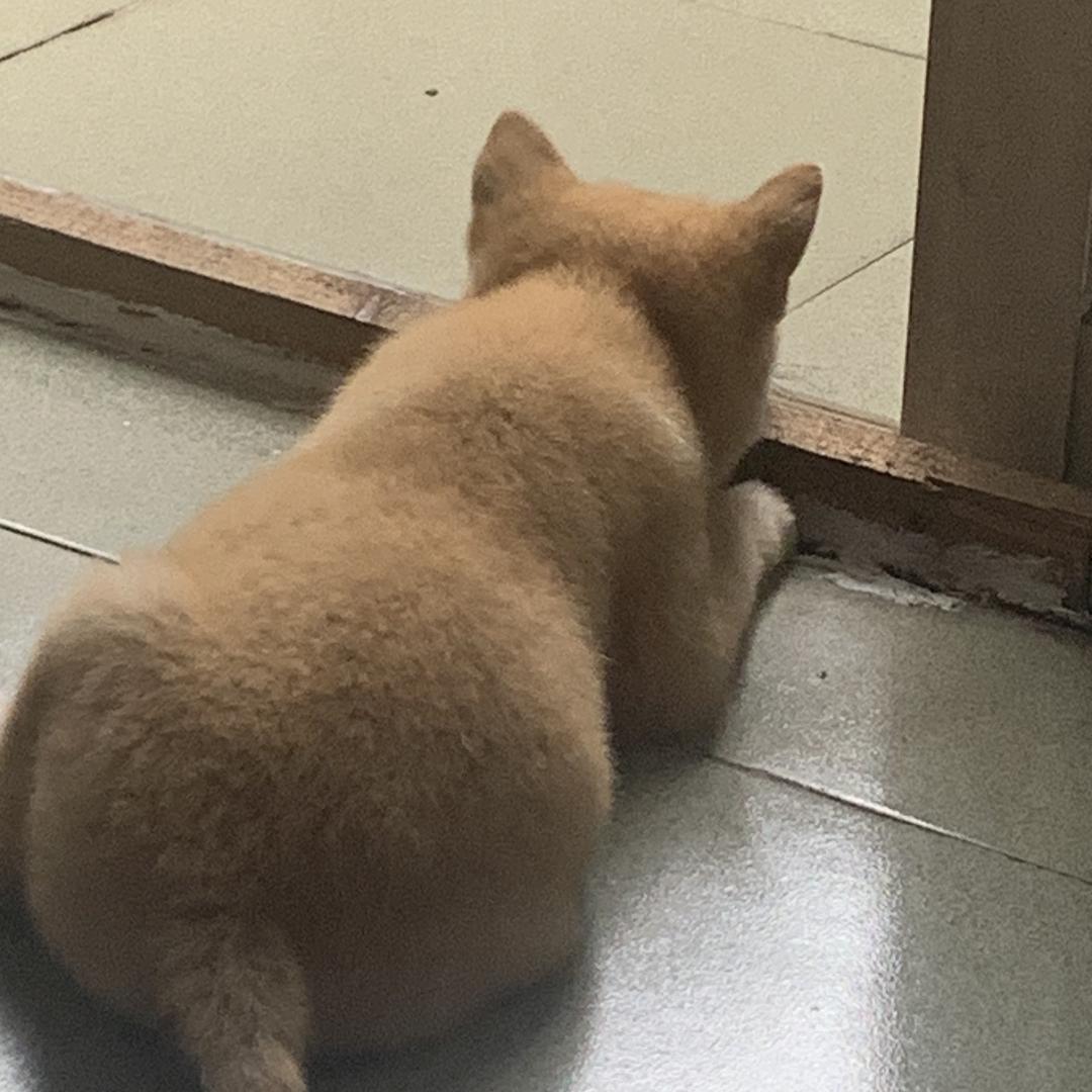 阿伟商行