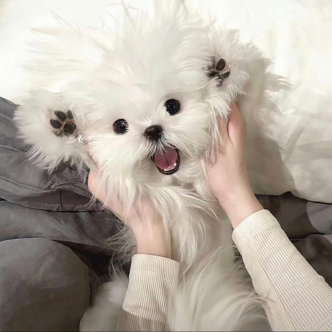 是谁吃了我的蛋挞