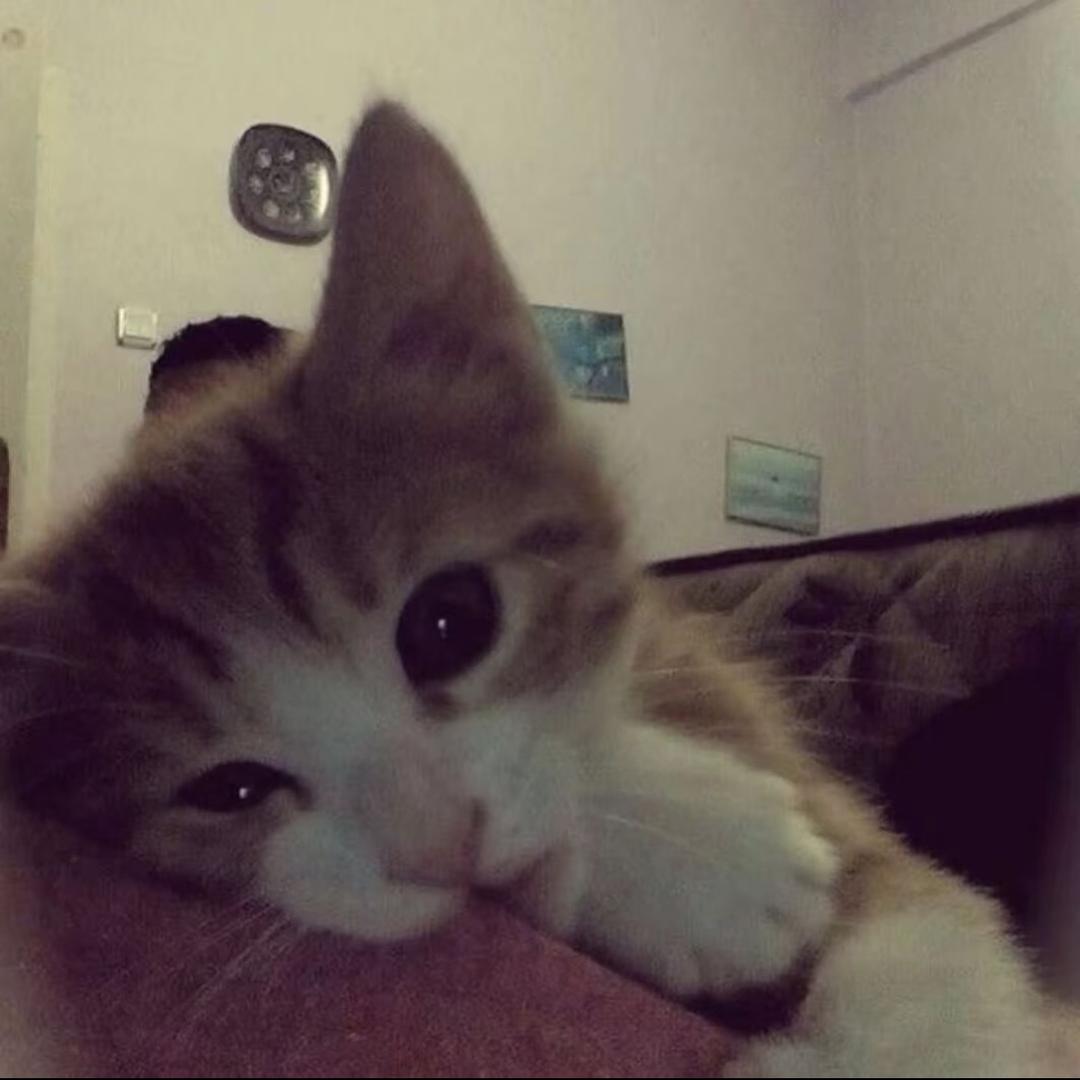 𝗞𝗶𝘁𝘁𝘆𝗹𝗶𝗶𝗼🍣