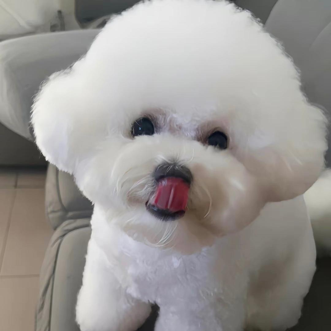 奶球是只比熊呀🐻‍❄️