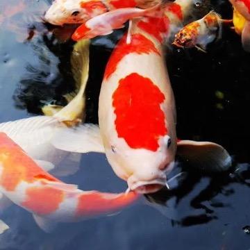 首辉江养殖场