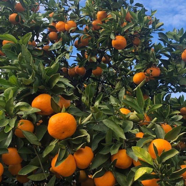 （冠华农业）果树营养液，氨苄西林钠