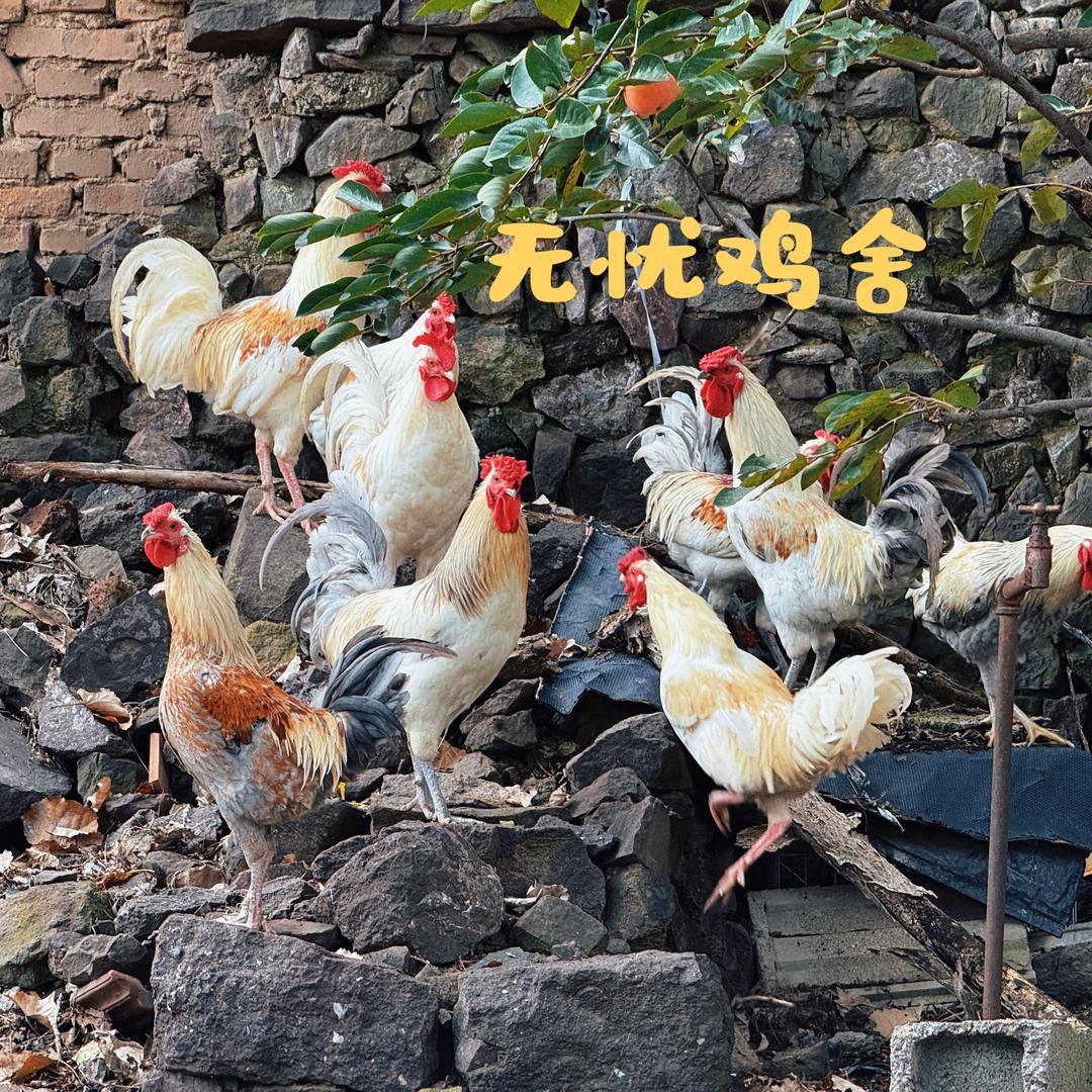 无忧鸡舍🐔