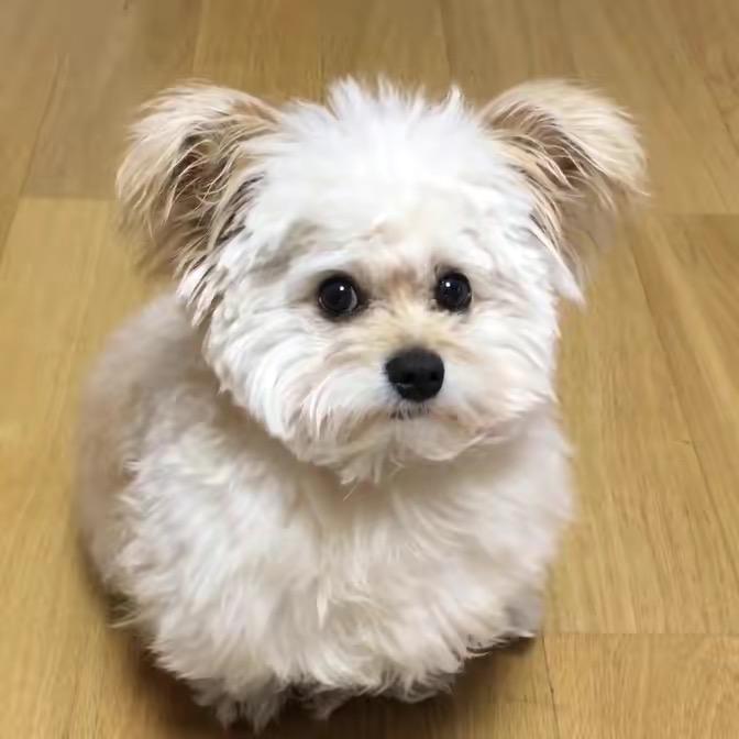 给中狗理发😍🥰