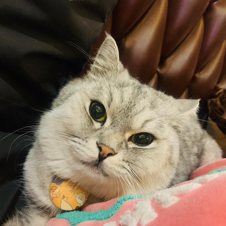 懒猫🐱