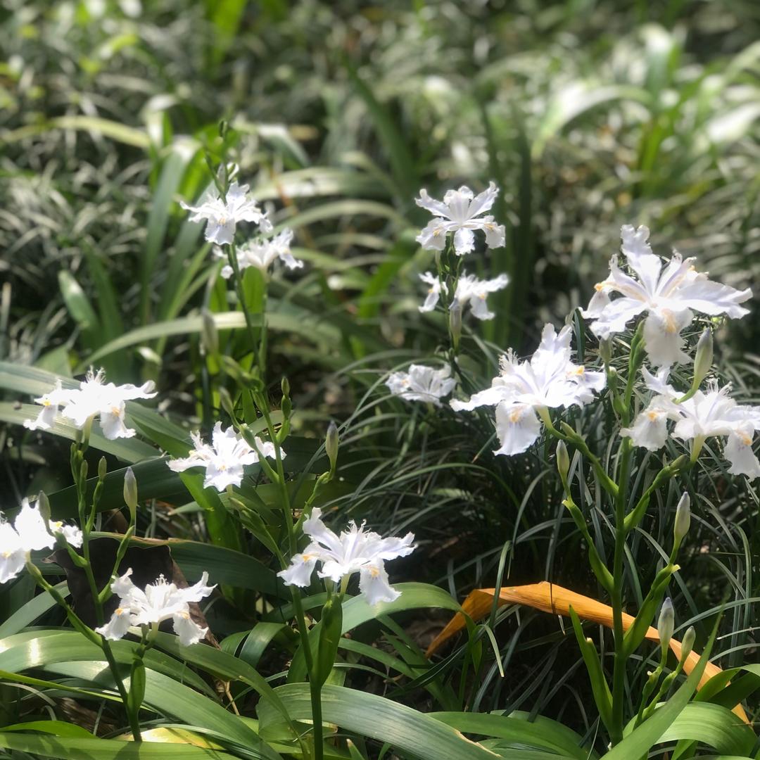 彭山虎皮酱香饼