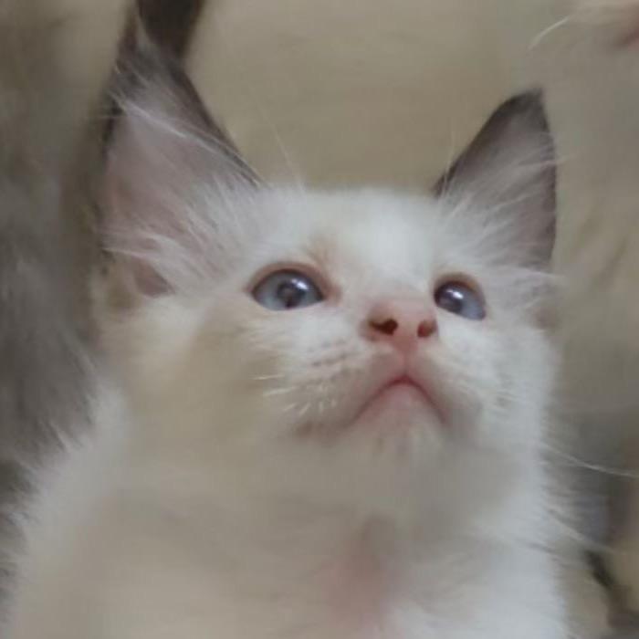 大头是猫