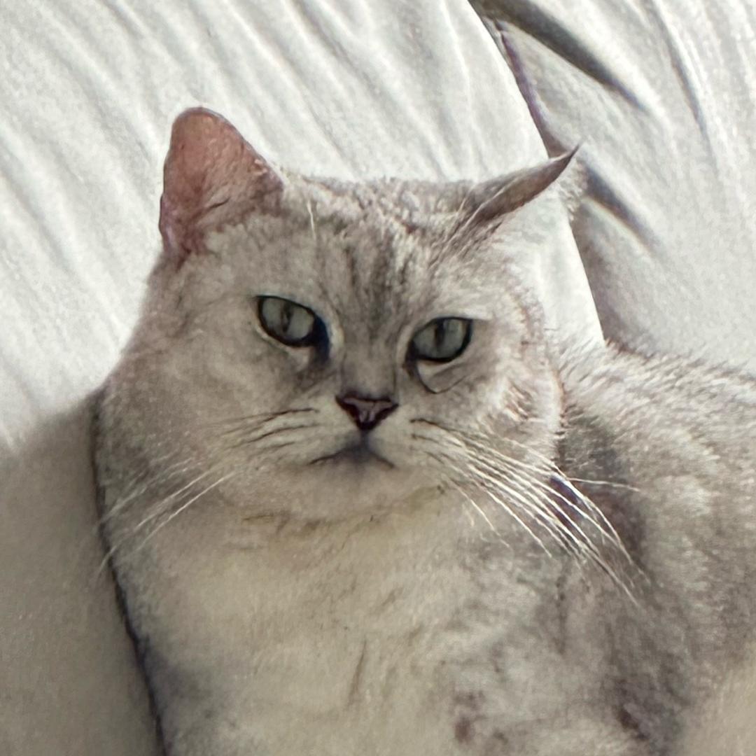 新鱼鱼