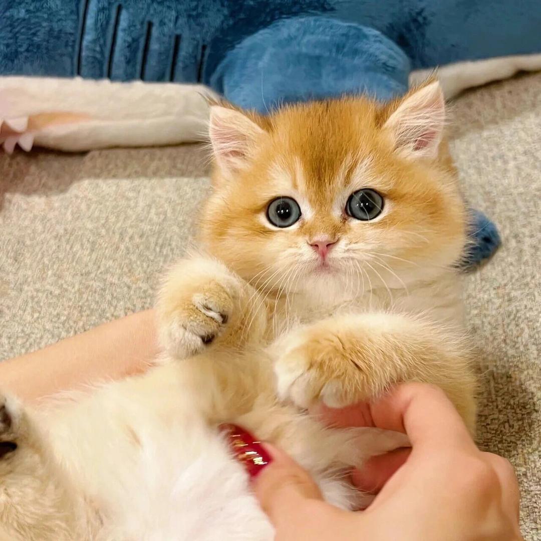 可乐是只猫