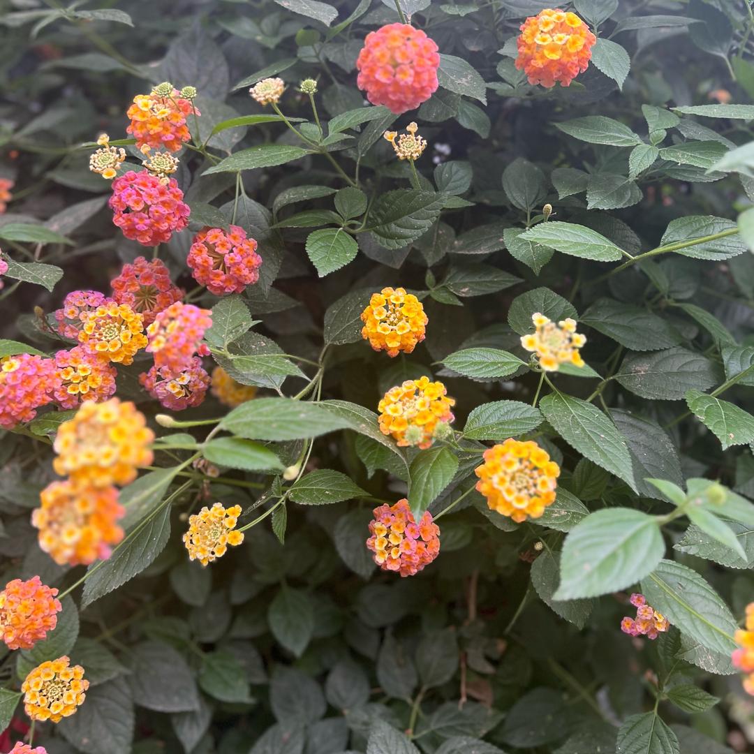 小周爱种植
