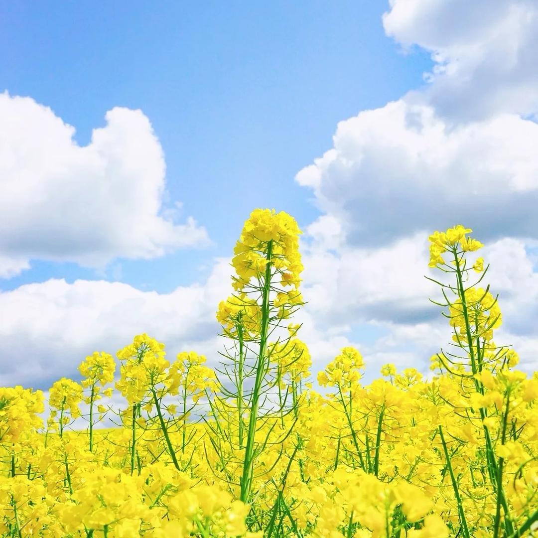 油菜花🥦