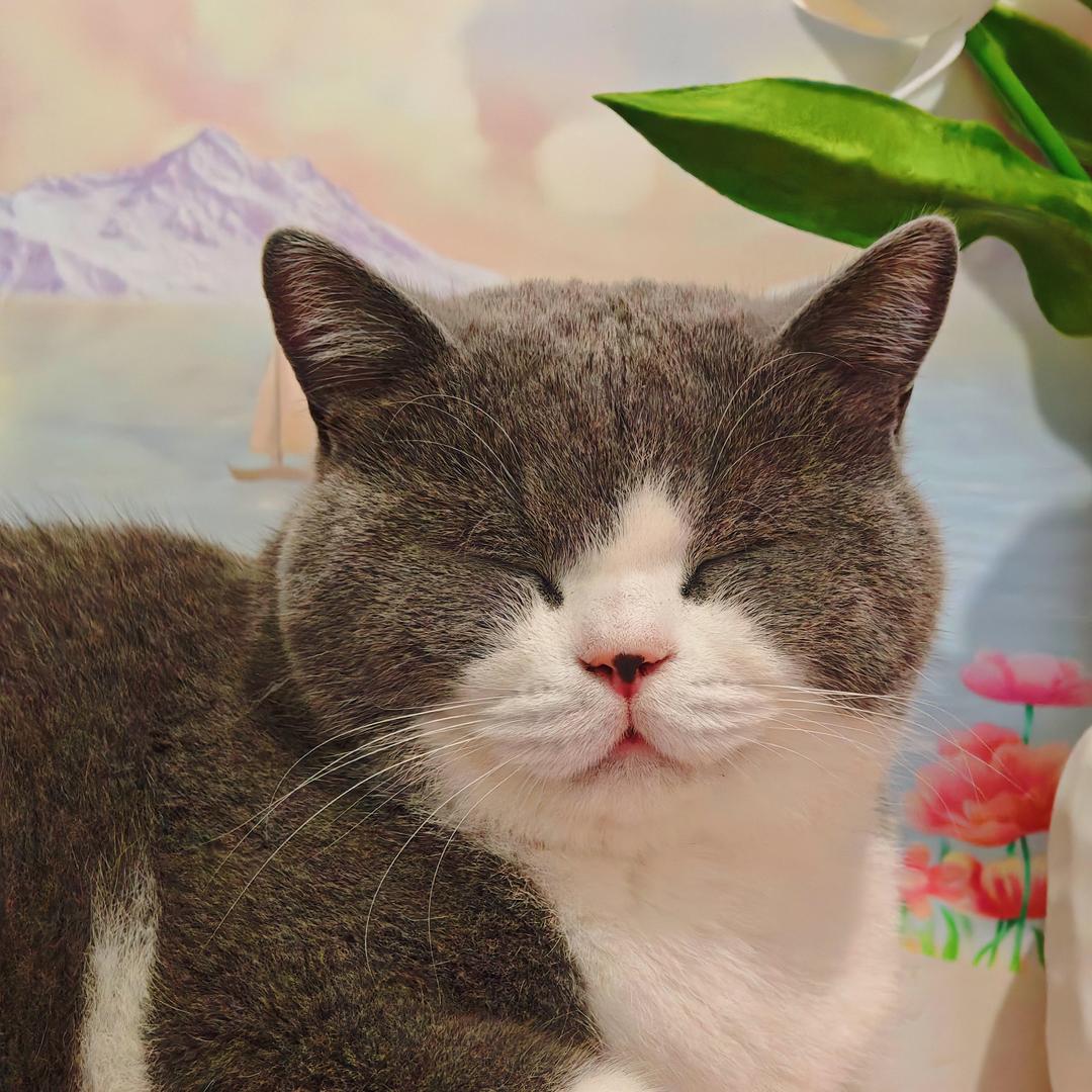 皮蛋是只小胖子