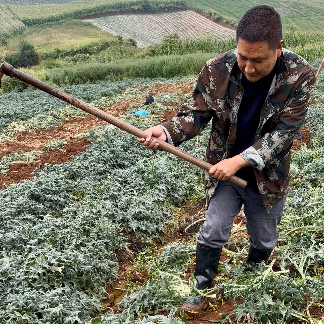 野菜哥