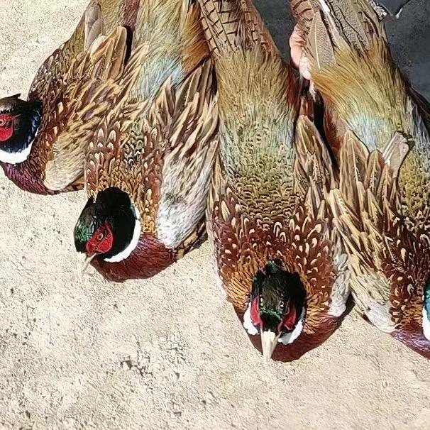 泗县米茉养殖场