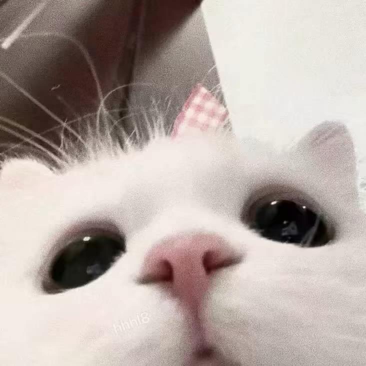 LilyRon