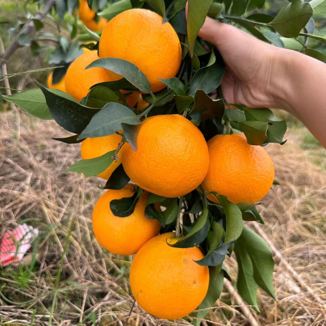 水果达人🍊🍊🍊