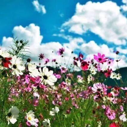 柠檬不惑满心酸