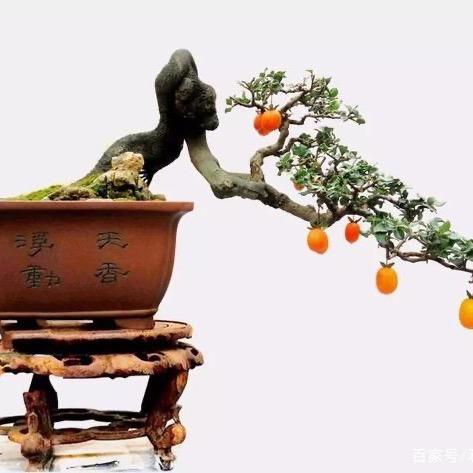 微景观金弹子盆景