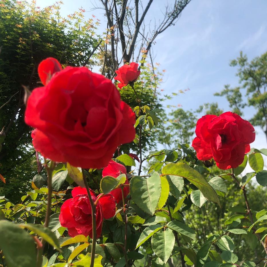 平湖市当湖街道彦明小吃店