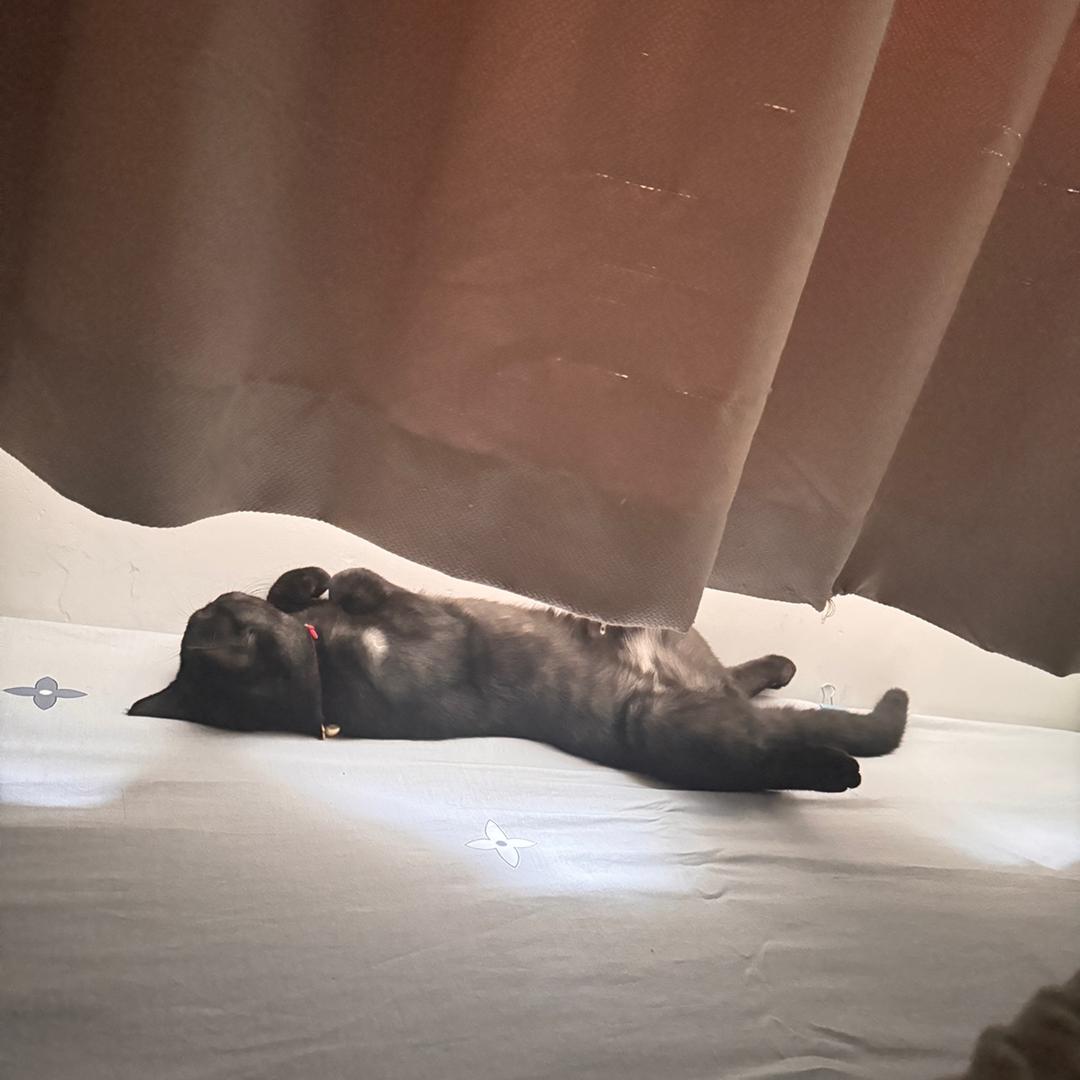 啷个哩个啷啷啷呛