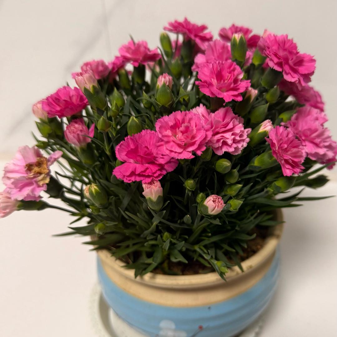 广建3站花的海洋