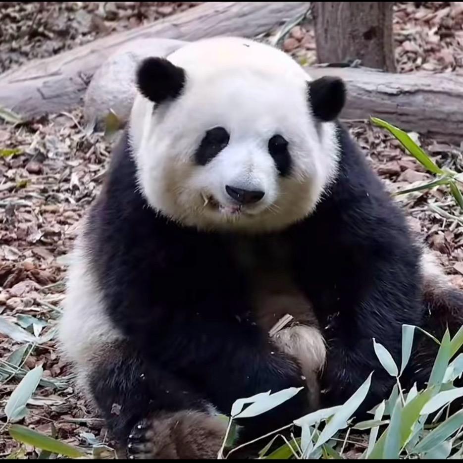 沈亚玲
