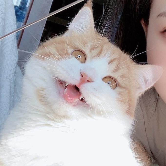 喵先森宠物生活坊