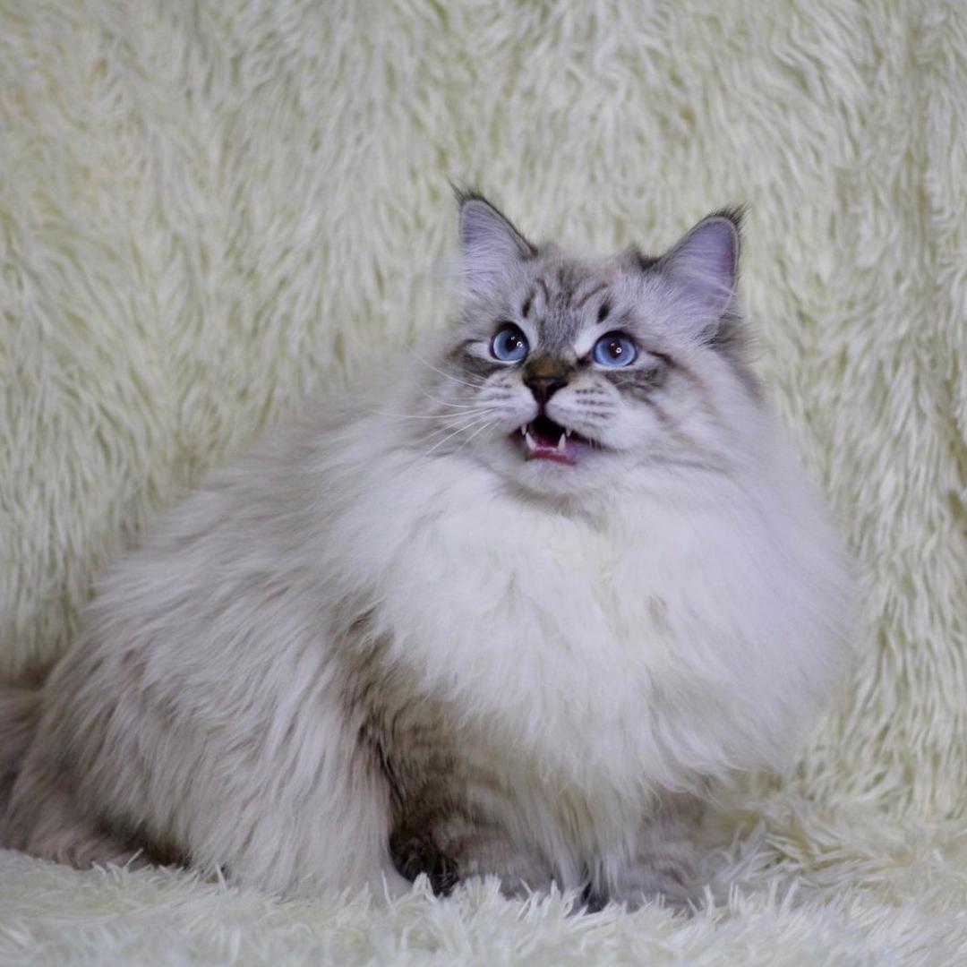 大头不是只布偶🐱