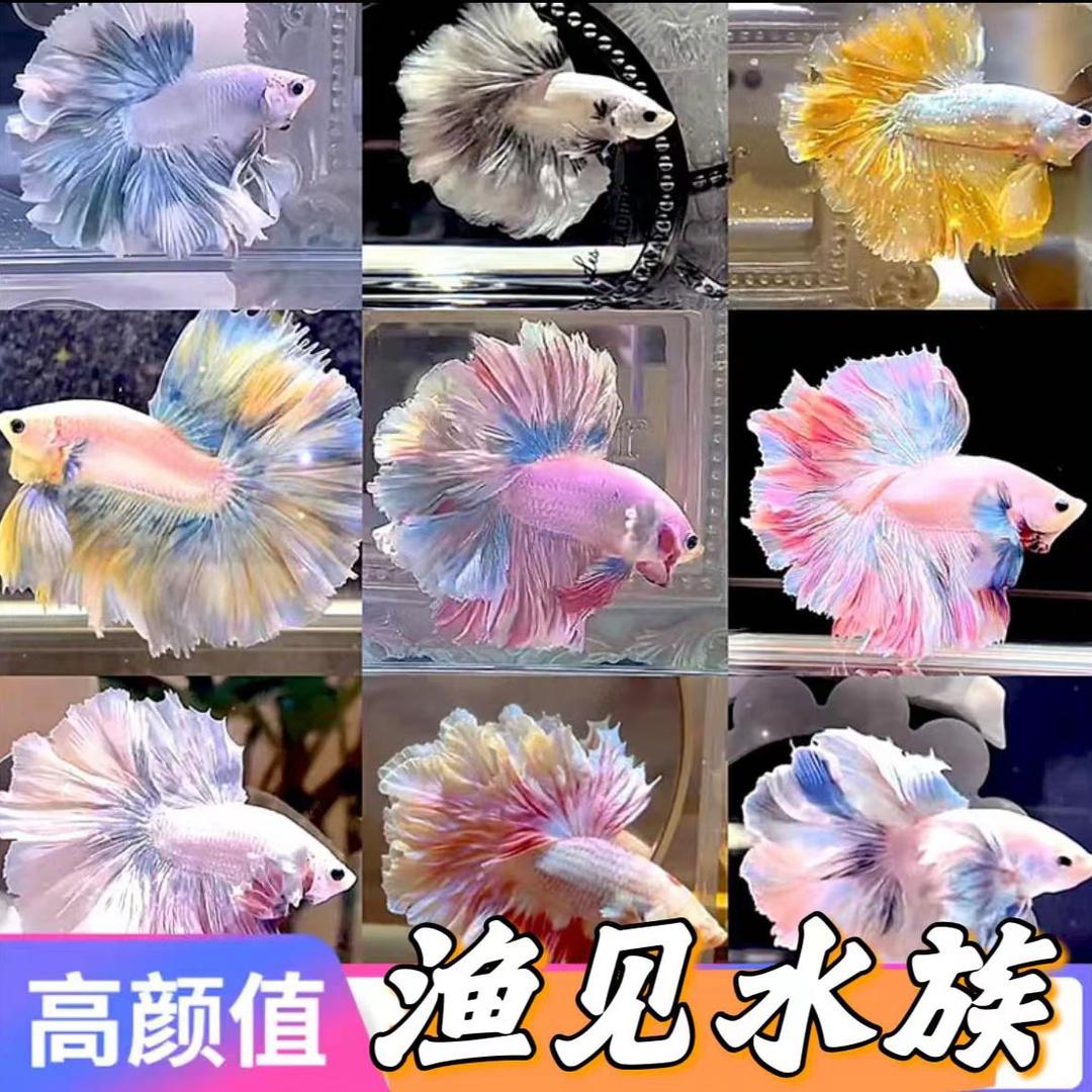 yujiantaidou6789