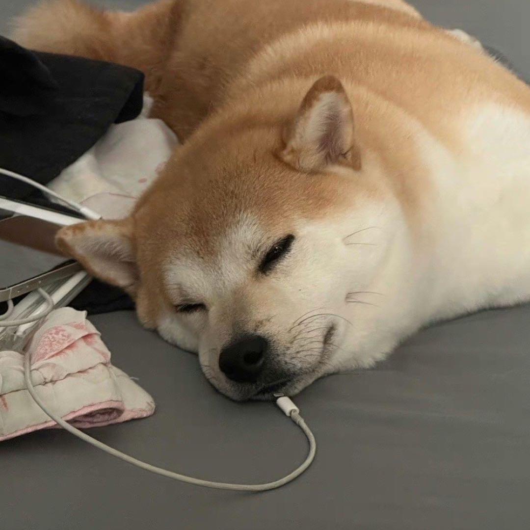 熬夜小tu狗