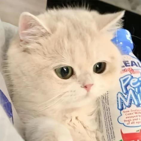 子涵酱