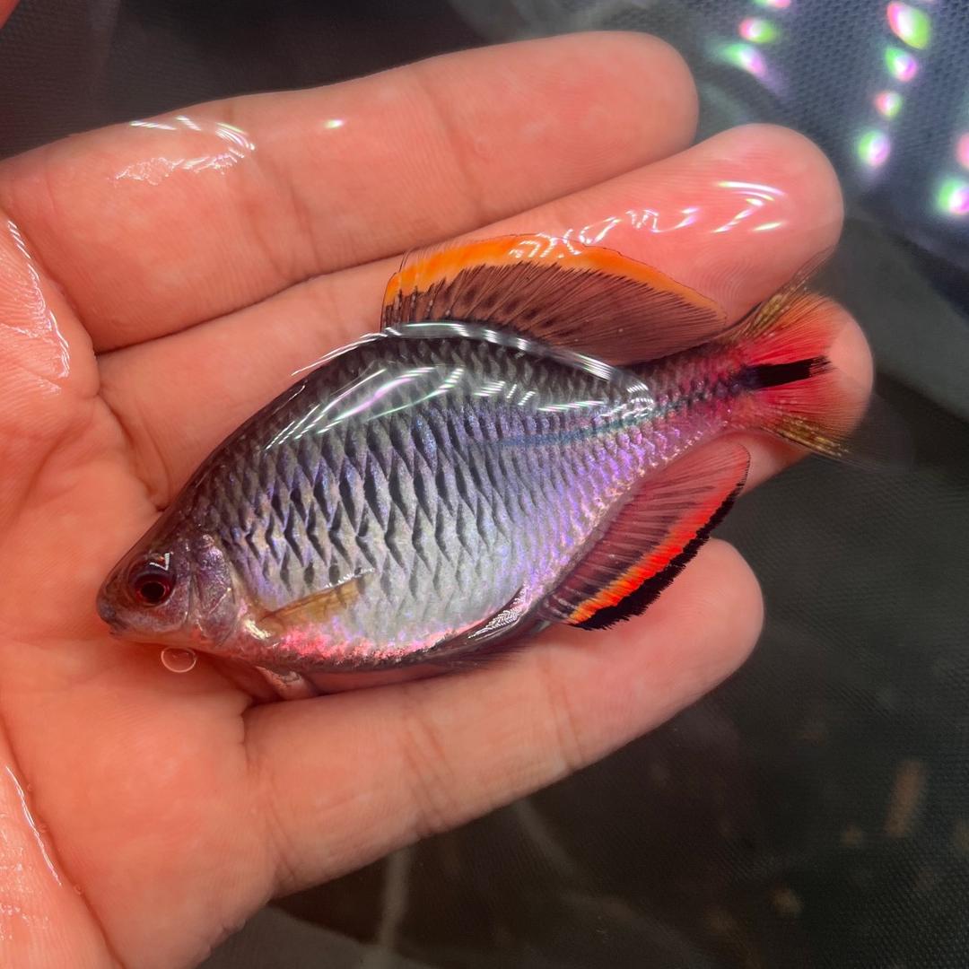 原生Fish🐟🐟