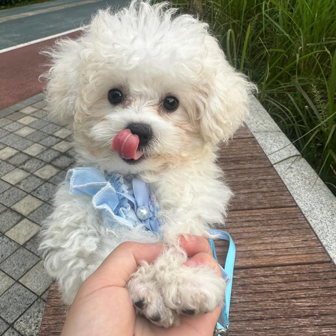 小元宝的快乐日常