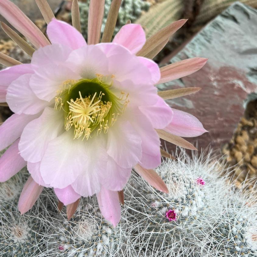 春天的阳光☀️