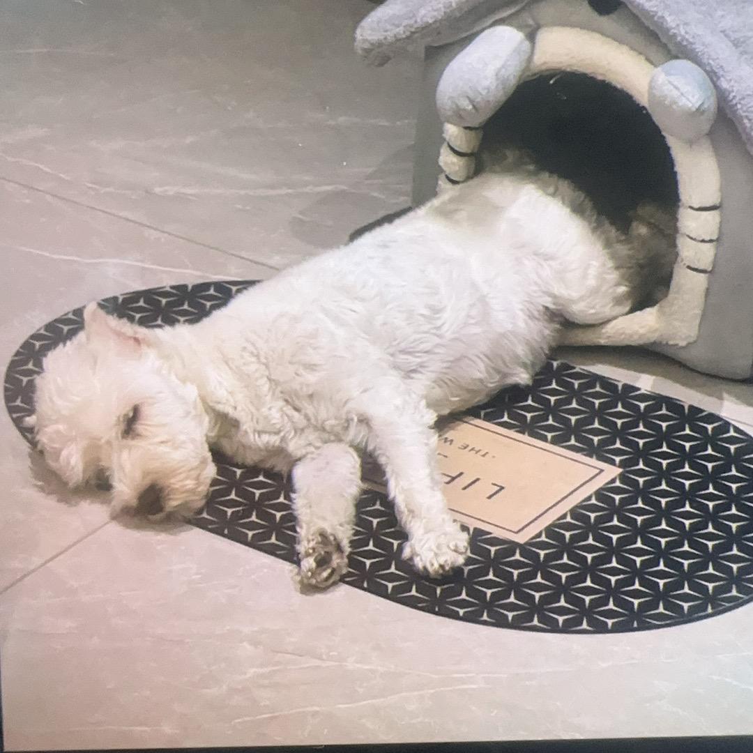 高大上家雪纳瑞🌸