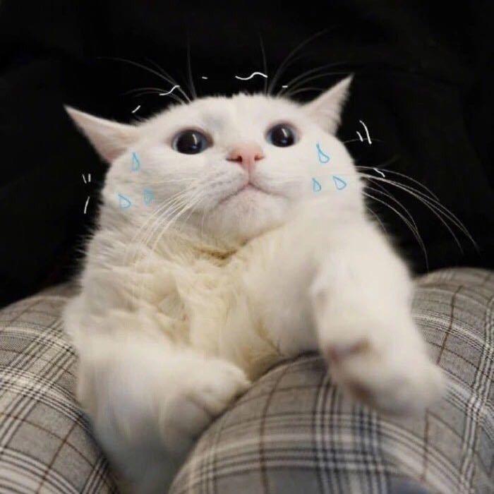一坨猫猫