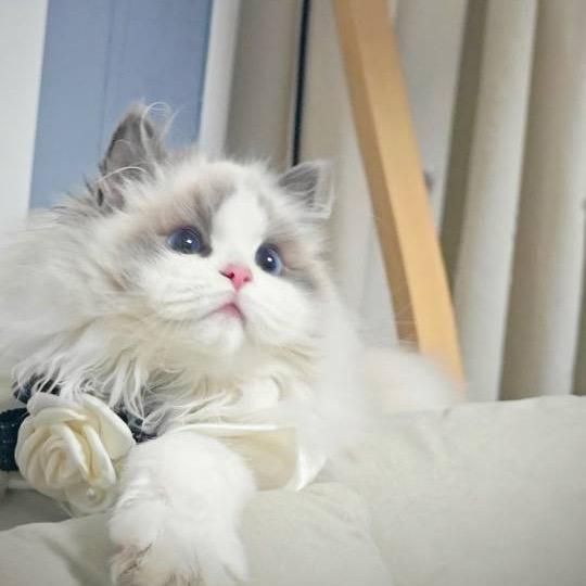 冻梨thyia dolls猫舍
