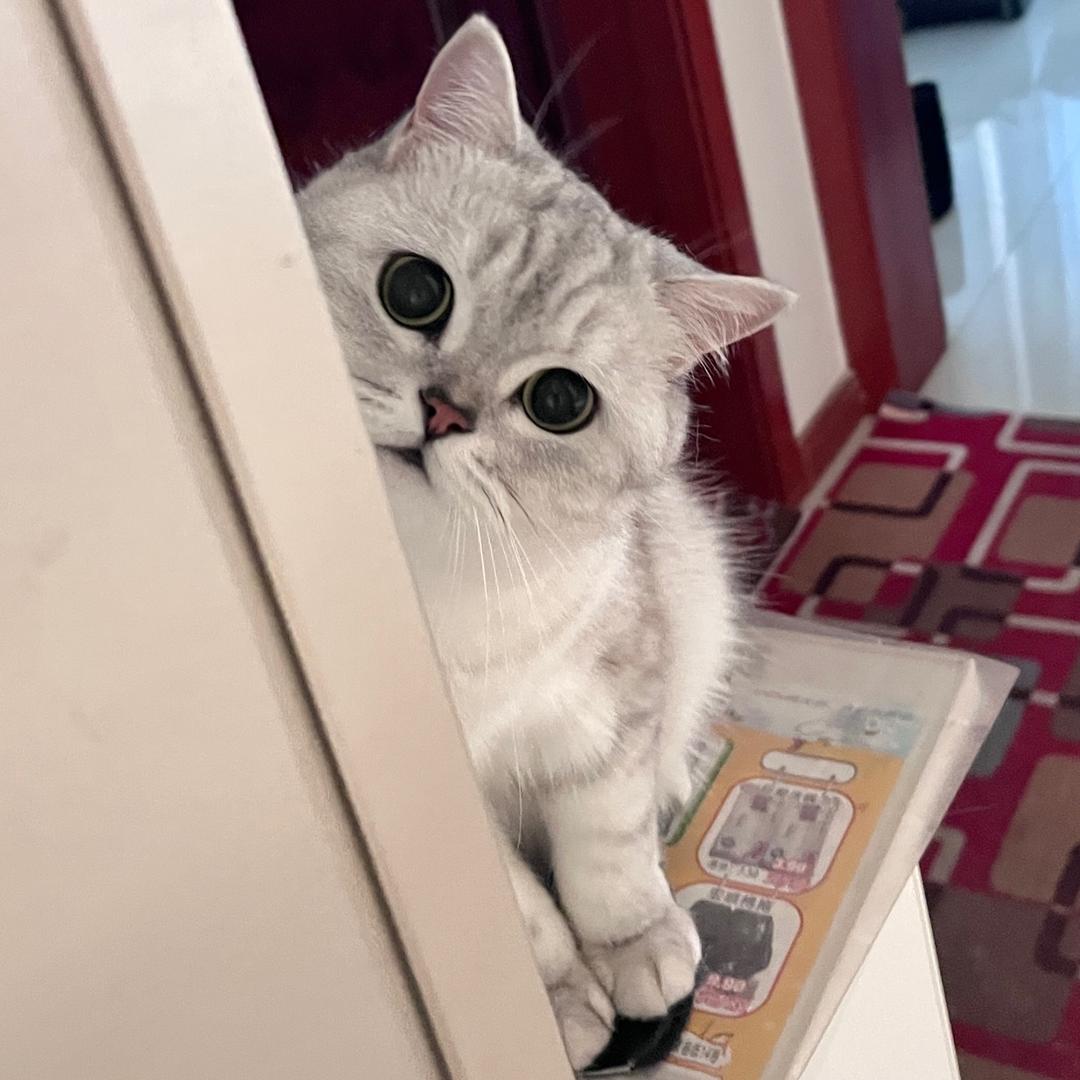 小猫丸子