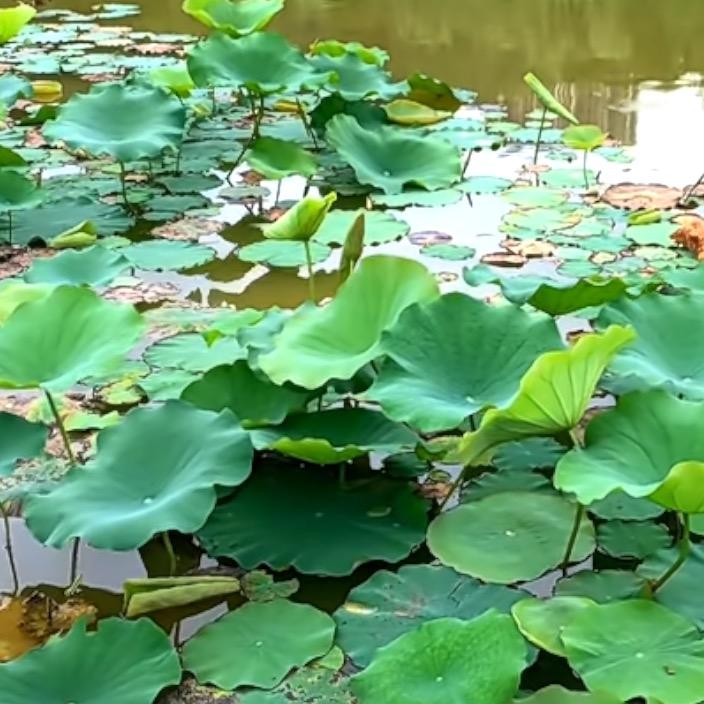 清查
