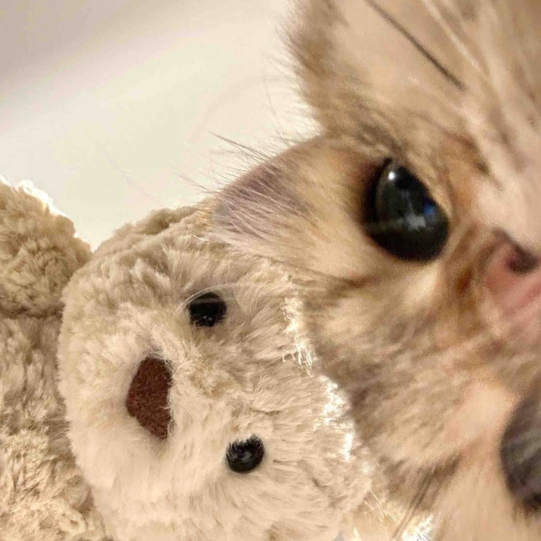 放只小狗੯‧̀͡u\