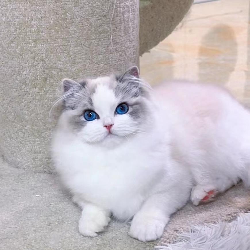 TUTU布偶猫