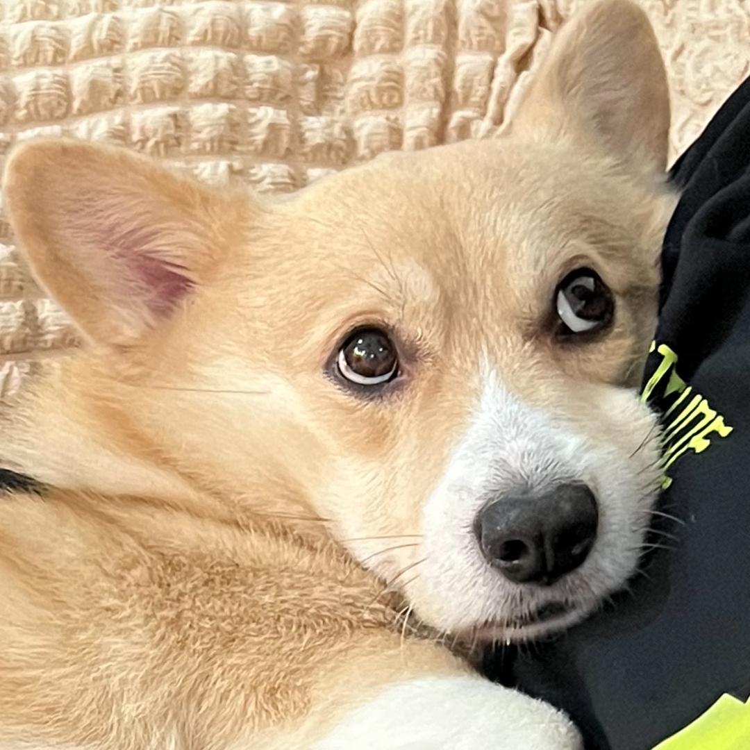 可惜胖虎没尾巴