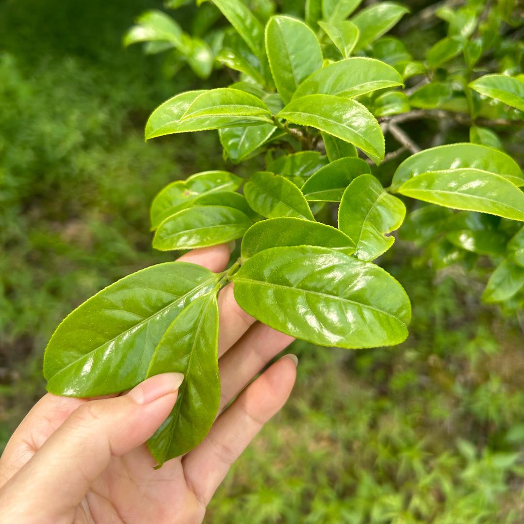 潮州市潮安区凤凰镇云瑶茶庄