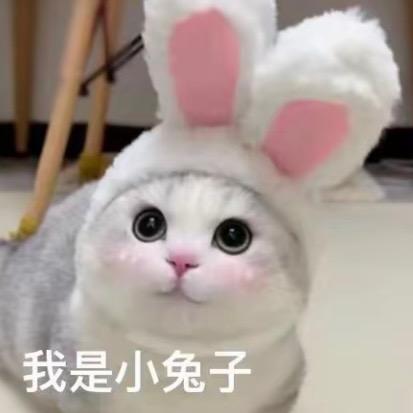 麻辣兔兔🐰